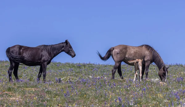 Wild Horses Summer Pryor Mountains Montana — Fotografia de Stock