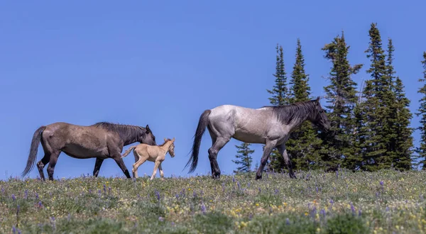 Wild Horses Summer Pryor Mountains Montana — Fotografia de Stock