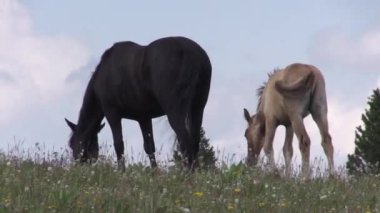 Yazın Montana 'daki Pryor Dağları' nda vahşi atlar