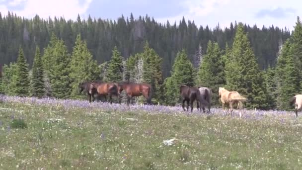 Wilde Paarden Het Pryor Gebergte Montana Zomer — Stockvideo