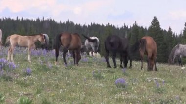 Yazın Montana 'daki Pryor Dağları' nda vahşi atlar