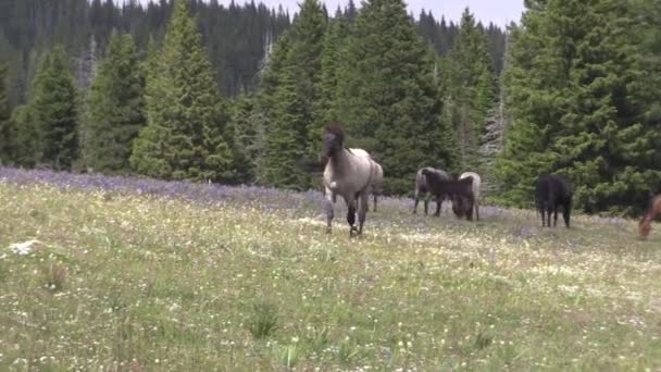 Cavalos Selvagens Nas Montanhas Pryor Montana Verão — Vídeo de Stock