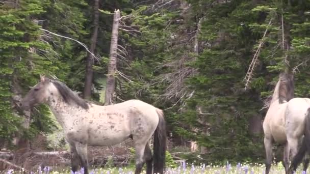 Wilde Paarden Het Pryor Gebergte Montana Zomer — Stockvideo