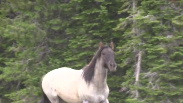 Dzikie Konie Górach Pryor Montana Latem — Wideo stockowe