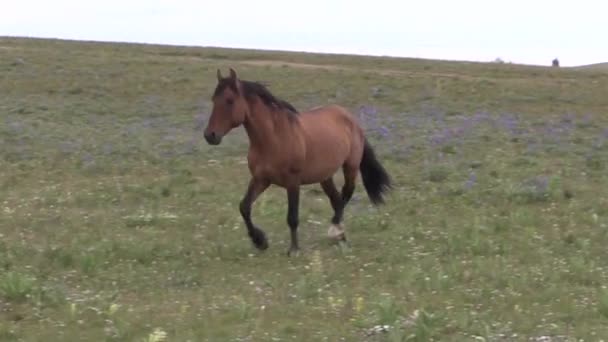 Cavalos Selvagens Nas Montanhas Pryor Montana Verão — Vídeo de Stock