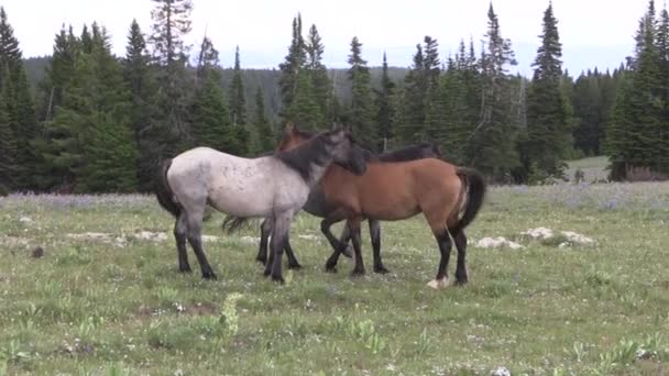 Wild Horses Pryor Mountains Montana Summer — Stock Video