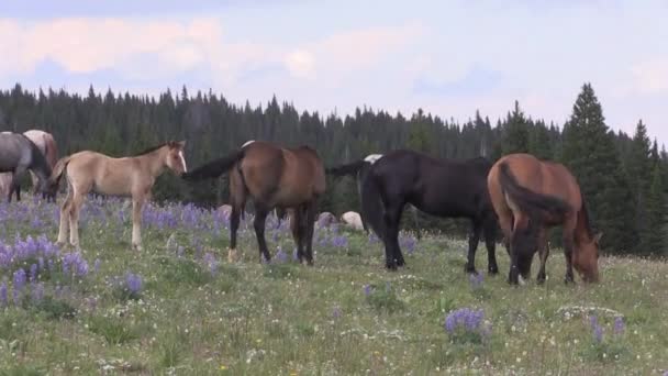 Дикі Коні Горах Прайор Монтана Влітку — стокове відео