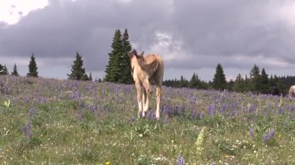 Potro Cavalo Selvagem Nas Montanhas Pryor Montana Verão — Vídeo de Stock