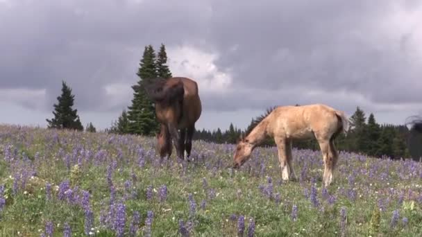夏天在蒙大拿州普里耶山脉的野马 — 图库视频影像