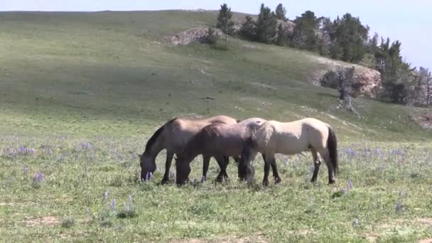 Wild Horses Summer Pryor Mountains Montana — Stock video