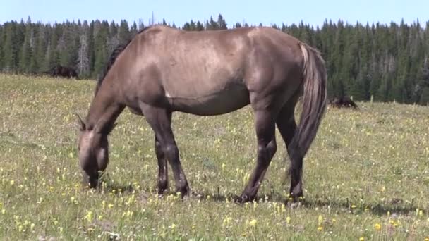 Wild Horse Summer Pryor Mountains Montana — Vídeo de Stock