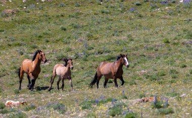 wild horses in summer in the Pryor Mountains Montana