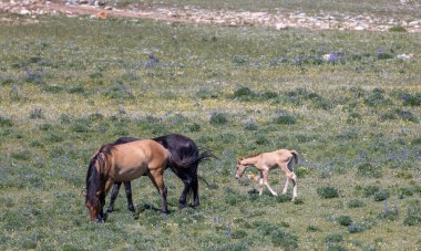 wild horses in summer in the Pryor Mountains Montana