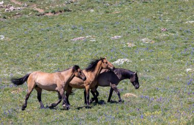 wild horses in summer in the Pryor Mountains Montana