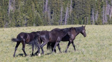 wild horses in summer in the Pryor Mountains Montana
