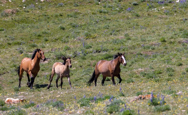 Wild Horses Summer Pryor Mountains Montana — Stok fotoğraf