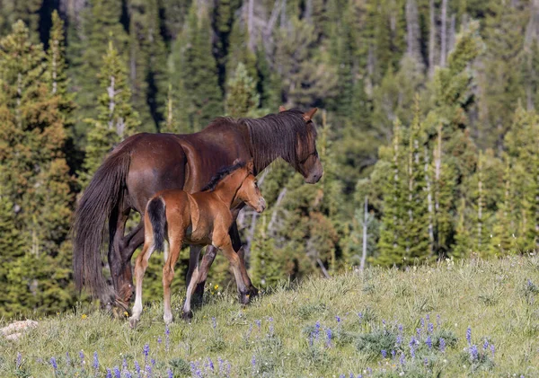Uma Égua Cavalo Selvagem Seu Potro Nas Montanhas Pryor Montana — Fotografia de Stock