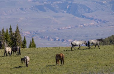 wild horses in summer in the Pryor Mountains Montana