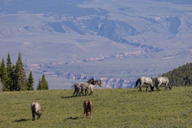 wild horses in summer in the Pryor Mountains Montana