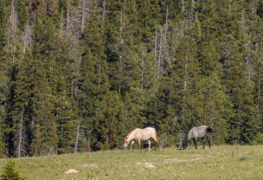 wild horses in summer in the Pryor Mountains Montana