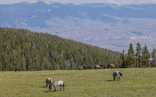 wild horses in summer in the Pryor Mountains Montana