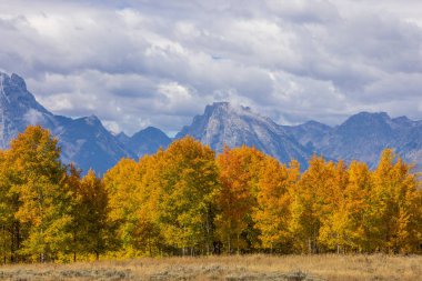 Grand Teton Ulusal Parkı Wyoming 'de sonbaharda güzel bir manzara.