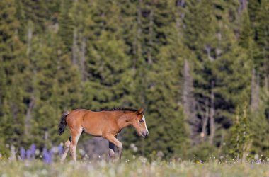 Yazın Montana 'daki Pryor Dağları' nda şirin bir at yavrusu.