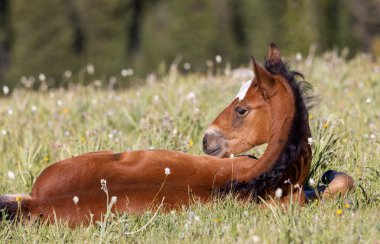 Yazın Montana 'daki Pryor Dağları' nda şirin bir at yavrusu.