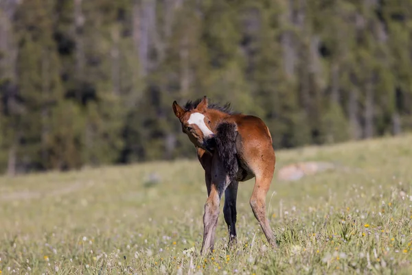 Potro Cavalo Selvagem Bonito Verão Nas Montanhas Pryor Montana — Fotografia de Stock