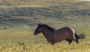 Yazın Montana 'daki Pryor Dağları' nda vahşi bir at