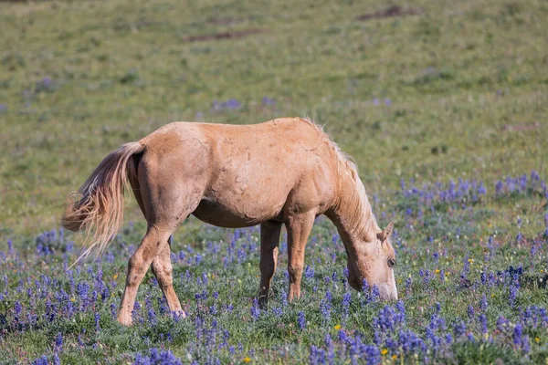 Vild Hest Sommeren Pryor Mountains Montana - Stock-foto