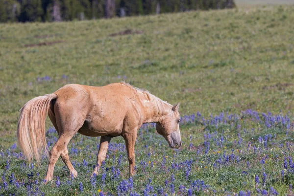 Vild Häst Sommaren Pryorbergen Montana — Stockfoto