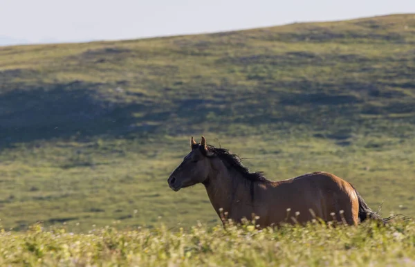 Cavalo Selvagem Verão Nas Montanhas Pryor Montana — Fotografia de Stock
