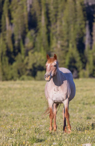 Cavalo Selvagem Verão Nas Montanhas Pryor Montana — Fotografia de Stock