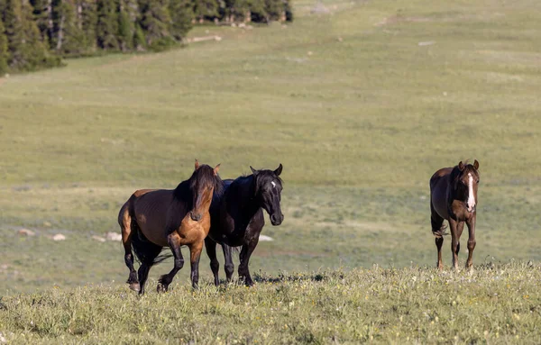 Wild Horses Summer Pryor Mountains Wild Horse Range Montana — 스톡 사진