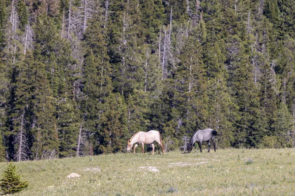 Άγρια Άλογα Καλοκαίρι Στα Βουνά Pryor Wild Horse Range Montana — Φωτογραφία Αρχείου