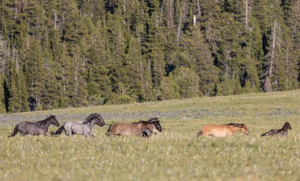 Wild Horses Summer Pryor Mountains Wild Horse Range Montana — 스톡 사진