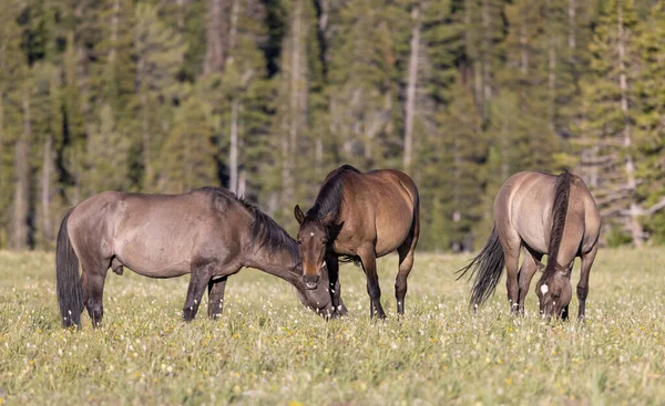 wild horses in summer in the Pryor Mountains Wild Horse range Montana