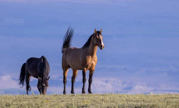 Wild Horses Summer Pryor Mountains Wild Horse Range Montana — Foto de Stock
