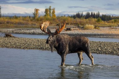 Grand Teton Ulusal Parkı 'nda sonbaharda Wyoming' de Yılan Nehri 'ni geçen bir geyik.