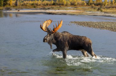 Grand Teton Ulusal Parkı 'nda sonbaharda Wyoming' de Yılan Nehri 'ni geçen bir geyik.