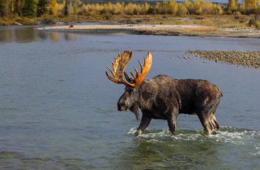 Grand Teton Ulusal Parkı 'nda sonbaharda Wyoming' de Yılan Nehri 'ni geçen bir geyik.