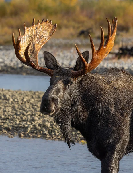 Bull Moose Crossing Snake River Grand Teton National Park Wyoming — Stock Photo, Image