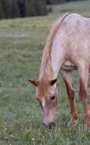 Vild Häst Sommaren Pryor Mountains Wild Horse Range Montana — Stockfoto