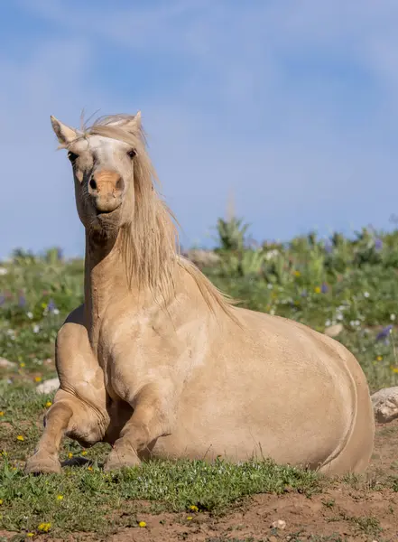 Ένα Άγριο Άλογο Στο Pryor Mountans Wild Horse Range Montana — Φωτογραφία Αρχείου