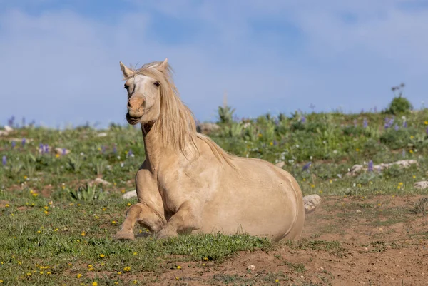 Ένα Άγριο Άλογο Στο Pryor Mountans Wild Horse Range Montana — Φωτογραφία Αρχείου