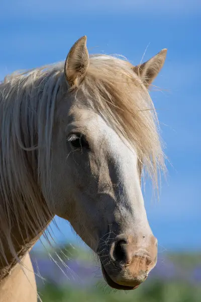 a wild horse in the Pryor Mountans Wild Horse Range Montana in summmer