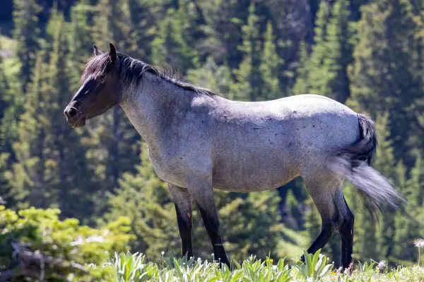 Caballo Salvaje Pryor Mountans Wild Horse Range Montana Verano — Foto de Stock