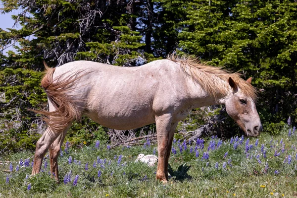 a wild horse in the Pryor Mountans Wild Horse Range Montana in summmer