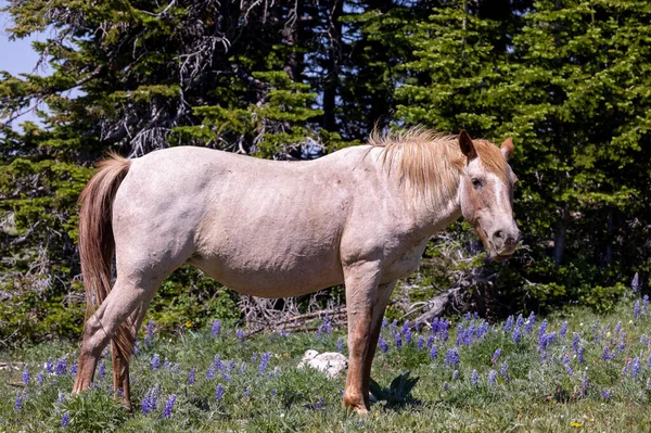 Caballo Salvaje Pryor Mountans Wild Horse Range Montana Verano — Foto de Stock